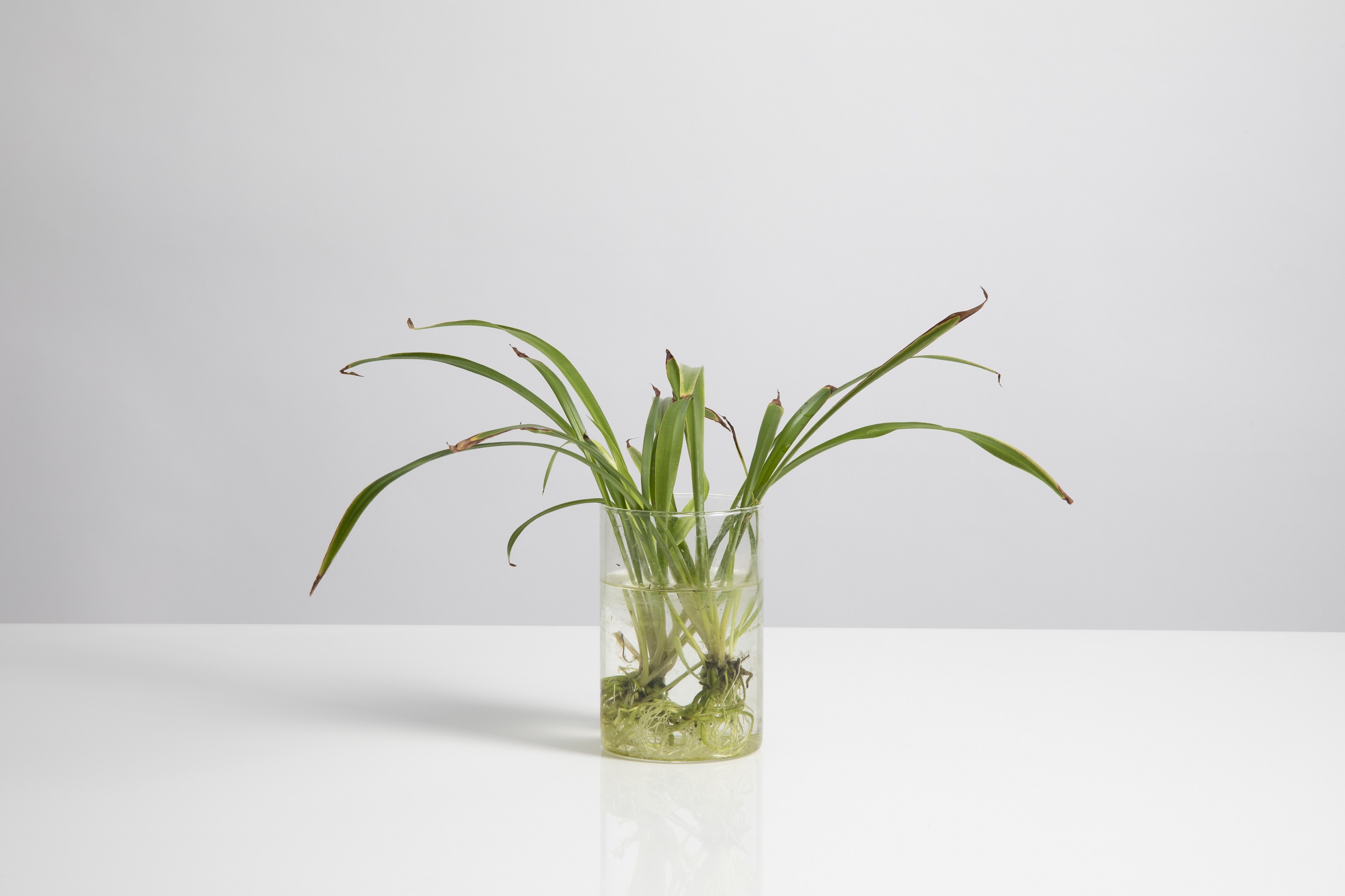 Plant specimen