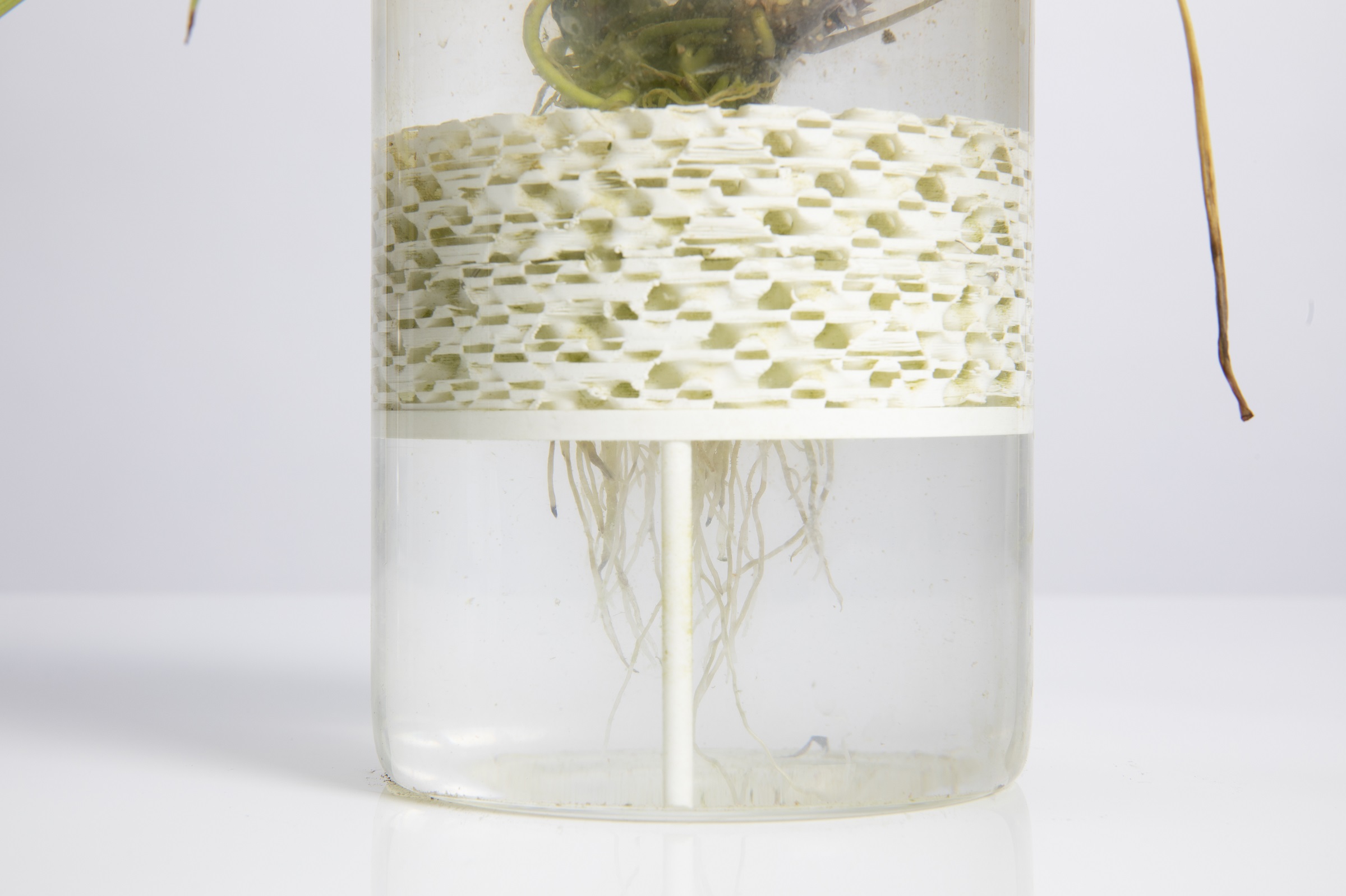 Root growth through the 3D-printed component